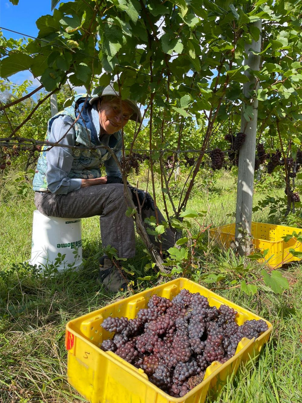 6 Linden Dreihart Winery Gallery